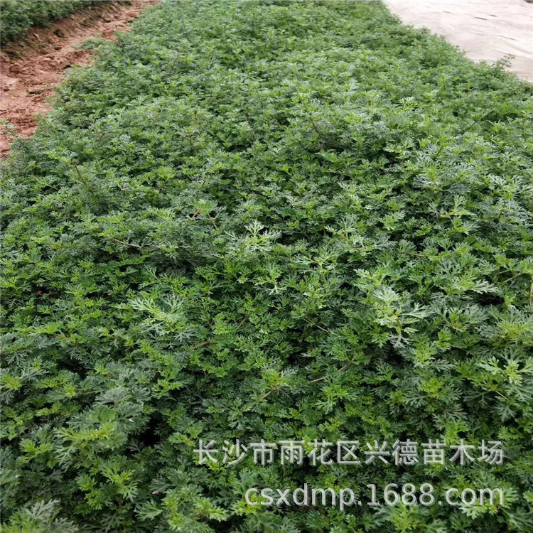 微信图片_202003041114303