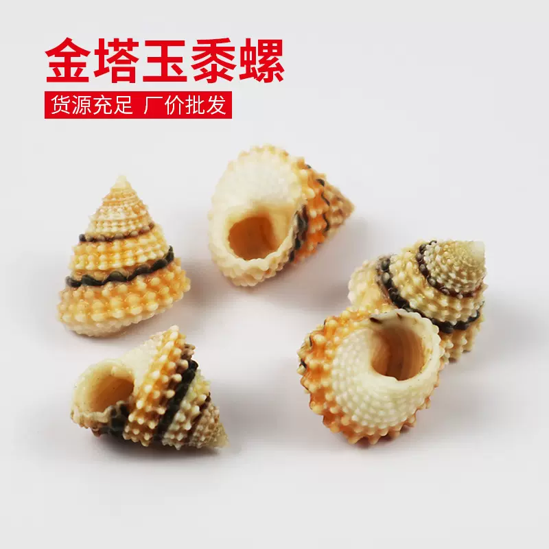天然小海螺贝壳金塔玉黍螺寄居蟹替换壳鱼缸造景装饰diy标本批发