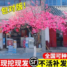 日本樱花树苗南北方室外庭院种植绿化工程大型风景树花卉盆栽植物