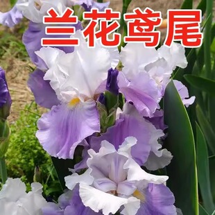 �m���Sβ�N�Ӷ���������ͺ� �Sβ���N�� �ļ����N�׻��������