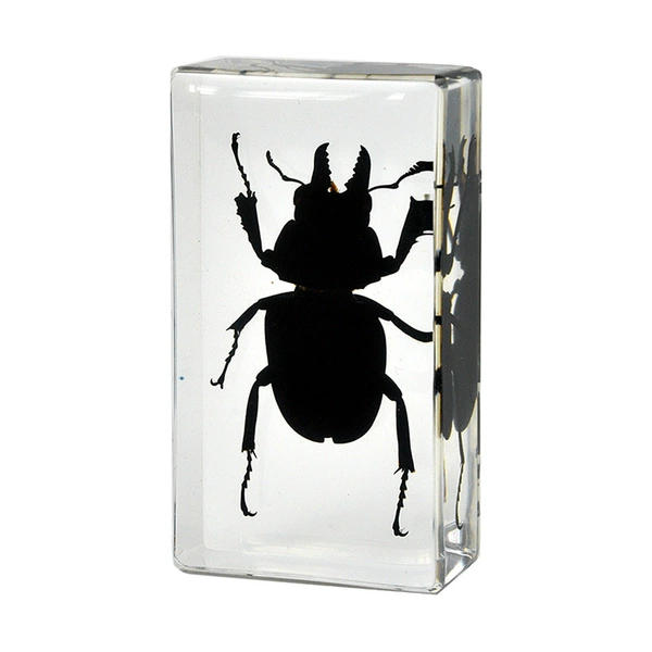 7.3CM medium short-tusked black stag beetle