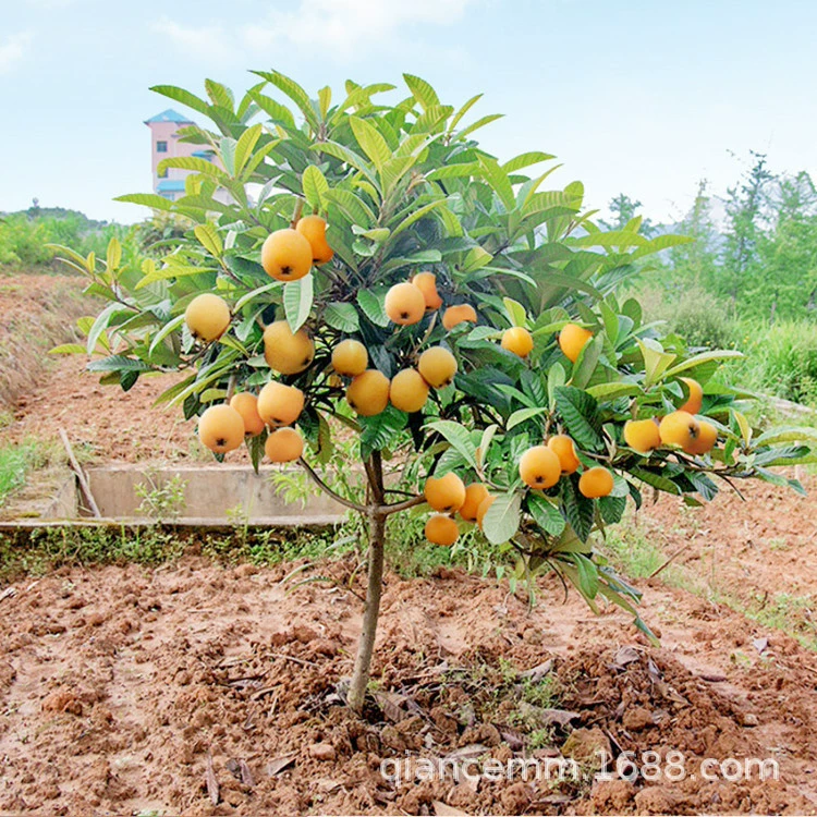 Оптовые саженцы плодовых деревьев Саженцы мушмулы саженцы плодовых деревьев саженцы садовых фруктов посажены в текущем году