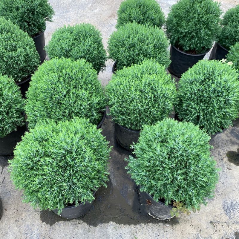 皮球松盆栽 松柏球球形的柏树室内外绿色小植物四季常青空气好