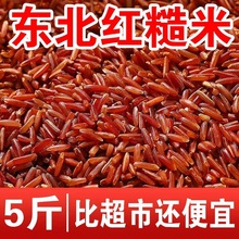 东北红米新米3/5斤 五谷杂粮吃的红米粳米红香米红血稻糙米红糙米