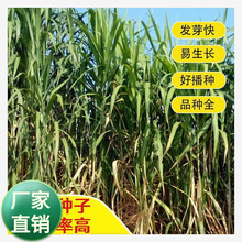 厂家批发多种牧草种子皇竹草种子 高丹草耐高温高产草籽动物青饲