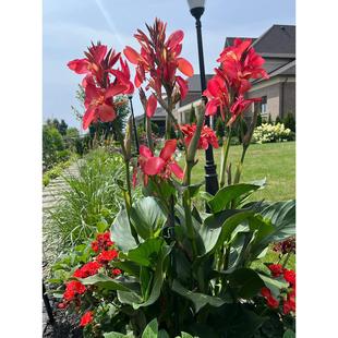 ˽KoNͥԺGֲ҃ﻨļѿ