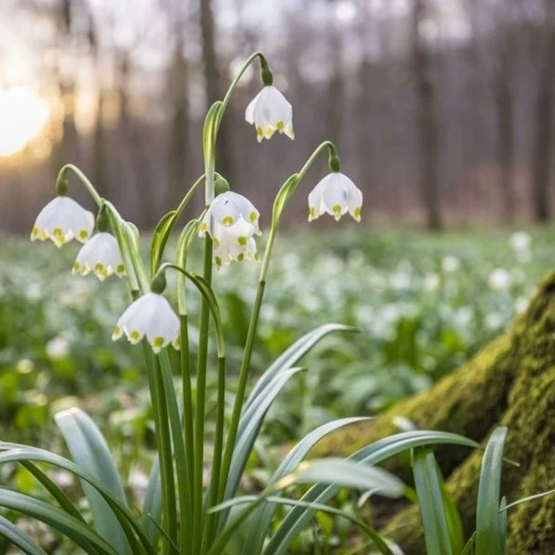 Подснежник Посадочный шар Двор Балкон Крытый Горшок Подснежник Холодостойкий Полуоттенок Многолетние луковицы Цветение в текущем году