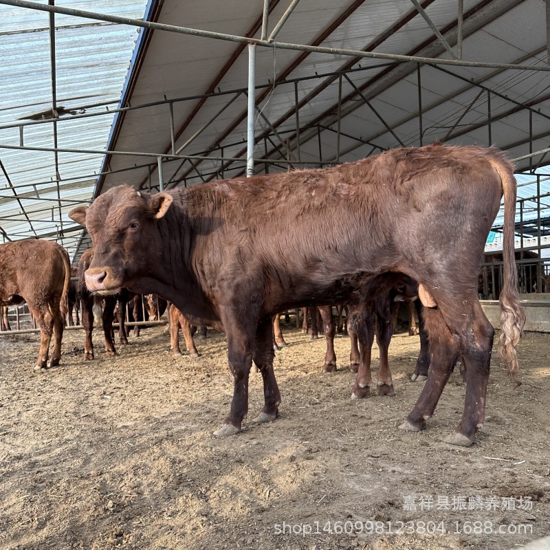 西门塔尔牛 改良鲁西黄牛肉牛 利木赞牛育肥肉牛养殖