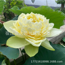 �ɻ�ź�N�ۼt������ͺɻ��Nõ�t�N����ɏź��ɫ�����u׃����N��