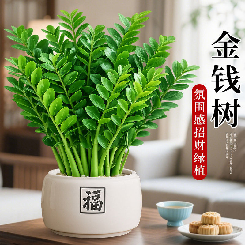 Money Tree Potted Plant, Indoor Flower for Living Room, Evergreen Green Plant, Large Money Tree, Small Fortune Tree