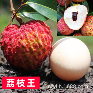 Lychee Saplings Grafted with Extra Large Feizixiao Gui Flavor Glutinous Rice Fruit Seedlings Courtyard Potted Fruit Saplings Planted in the South