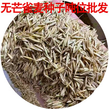 oâȸNâNϱ ţʳMݷN ͵͜