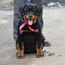 罗威纳犬活物纯种罗威纳犬幼犬活体出售防爆犬德系中型犬罗威纳犬
