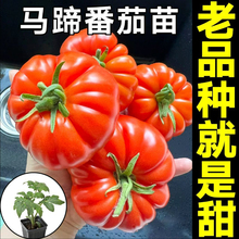 ��Ʒ�N�����R�㷬��������߮a��˹����t���N���ļ������߲����l