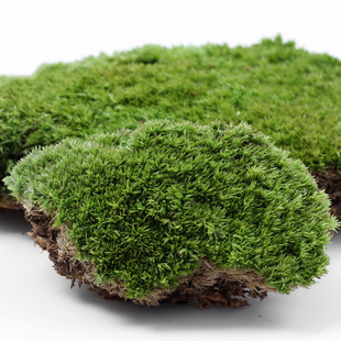 Moss Micro -Waldscape Ecological Botlogy Fresh -белый мох