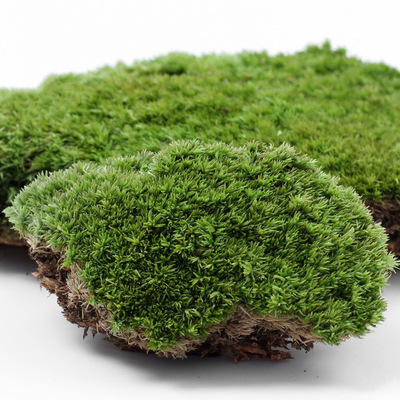 moss and lichen Scenery Eco-Bottle fresh Hair Hair Scenery parts source material Moss wholesale