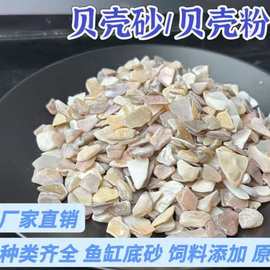 现货供应海沙鱼缸造景底沙人造沙滩水洗贝壳砂地坪骨料饲料添加
