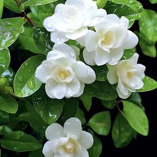 Double-Petaled Tiger-Headed Jasmine Seeds, Gardenia Balcony Plants, Courtyard Potted Plants, Fragrant Four-Season Flower Seeds, Fragrant