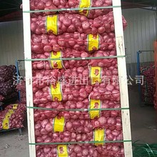 出口洋葱，红洋葱，黄洋葱，紫色洋葱，黄色洋葱，新鲜洋葱onion