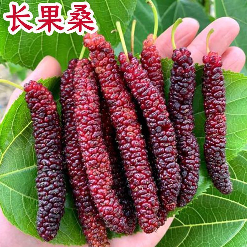 桑葚树苗特大果桑长果桑当年结果可食用庭院盆栽地栽南北方种植