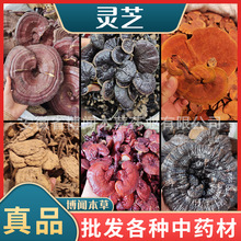灵芝大全 提取灵芝大货供应 赤灵芝 灵芝 牛樟芝紫灵芝血灵芝