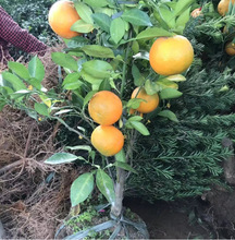 ���Ә���ɳ�ǽۘ��ĕ�ɰ�ǽۘ������ӟo�џo�˼޽ӹ�����̽���