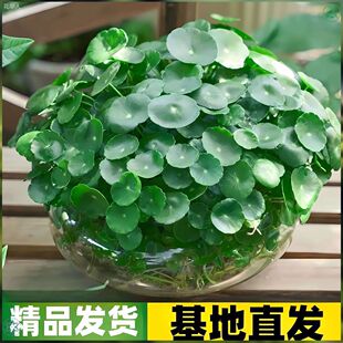 �~�X��������ֲ���k����ˮ��ݽ��X�ݻ�������Gֲ�҃���ؔ