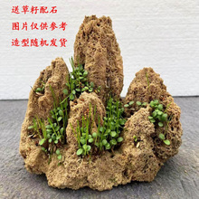 ⭐小型上水石盆景假山吸水石微景观装饰奇石摆件天然原石水锈石