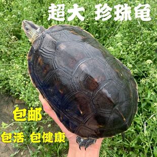 ���A�����ش����������͞�����ĸ�����w����̨������ˮ��