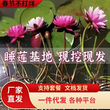 һ�����l˯ɏˮ��ֲ���ļ�ˮ�B�ɻ�ˮɏ�����Ի���ˮ������˯ɏ��