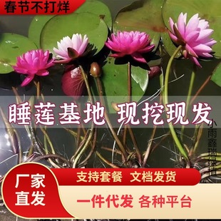 һ�����l˯ɏˮ��ֲ���ļ�ˮ�B�ɻ�ˮɏ�����Ի���ˮ������˯ɏ��