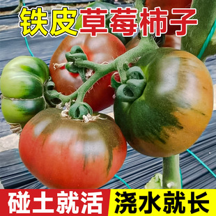 �ļ���ݮ���t���N���FƤ���ӷN�����ڵ��|���ѷN���߲���ɳȿ�ѷN