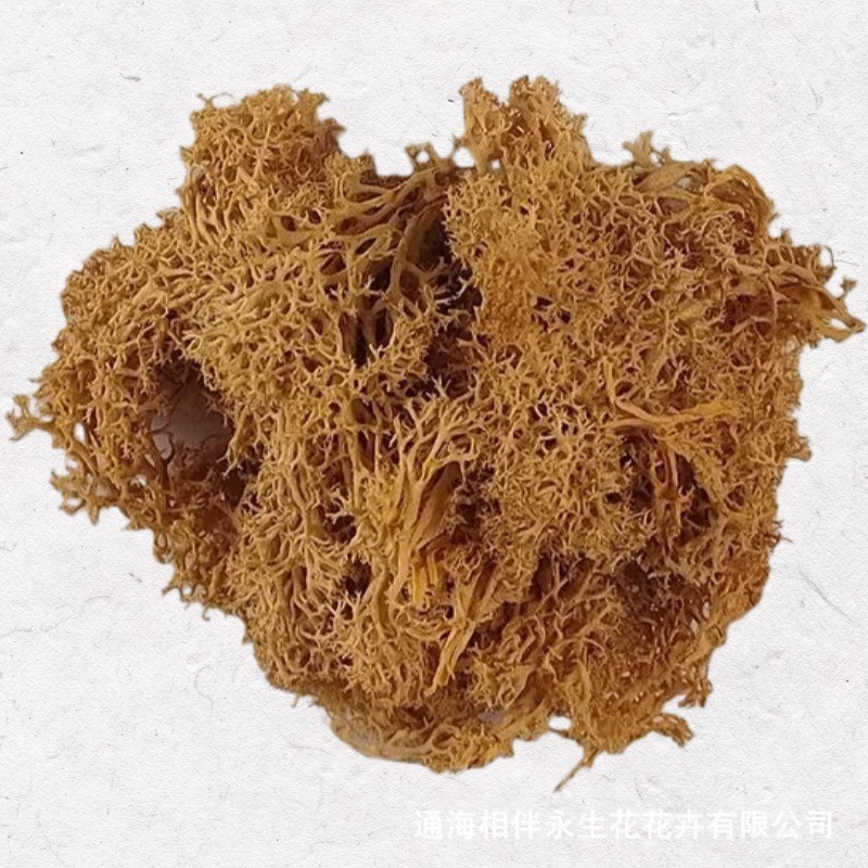 Deep champagne·immortal moss
