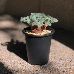 ���~��� ���� ���� �ļ{ɭ ��� pelargonium����ֲ��ϡ�ЉK��