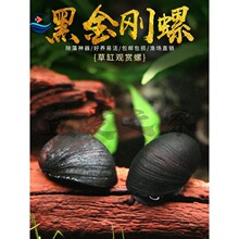 黑金刚螺除绿藻褐藻工具螺鱼缸草缸除藻螺蜜蜂角螺淡水观赏螺活体