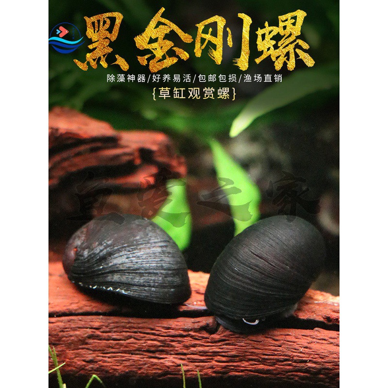 黑金刚螺除绿藻褐藻工具螺鱼缸草缸除藻螺蜜蜂角螺淡水观赏螺活体