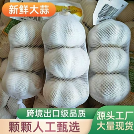 蒜;洋葱;块茎类