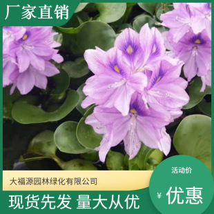 Wholesale Hydroponic Plants Nymphoides Aquatic Plants Water Hyacinth Desktop Potted Aquatic Florals