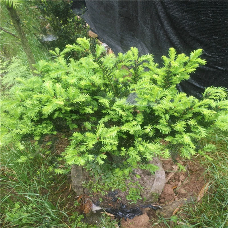 База оптом Соединенные Штаты Mandia Yew саженцы мужские и женские Гермафродиты высококачественные вилла двор зеленые растения