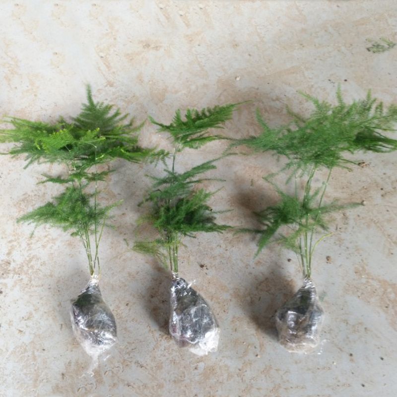 Asparagus Fern Seedlings, Gardenia, Money Tree, Indoor Potted Green Plants, Flower Bonsai, Air Purification, Radiation Protection, Evergreen All Year Round Asparagus Fern Seedlings, Gardenia, Money Tree, Indoor Potted Green Plants, Flower Bonsai, Air Purification, Radiation Protection, Evergreen All Year Round