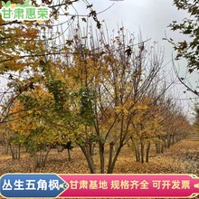 �F؛������Ǘ� �G���L���� ����ʘ��� �@�־G�����̆�ľ��