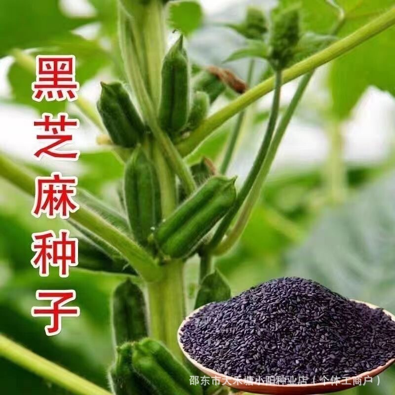 Healthy Black Sesame Seeds, High Quality Non-Gmo Whole Grains, Authentic Black Sesame Seeds