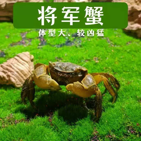 [将军蟹2送1发3只]