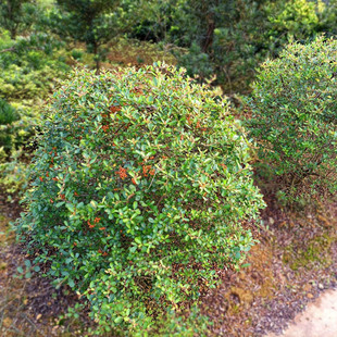 һ�����l�����辰ͥԺϲ�c���䘶�̨�M�ütֲ���ļ���������G