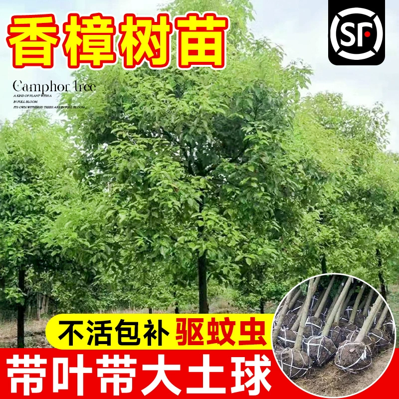 Камфорные саженцы, большие деревья, большие и маленькие листья, borneol камфора, посадка во дворе на открытом воздухе севернее и южнее, зеленые декоративные деревья, вечнозеленые круглый год.