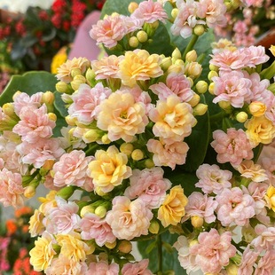 ����Ļ��@�L�ۻ������ذ껨�󻨎�����Ʒ�N�_������ˮ�����̨