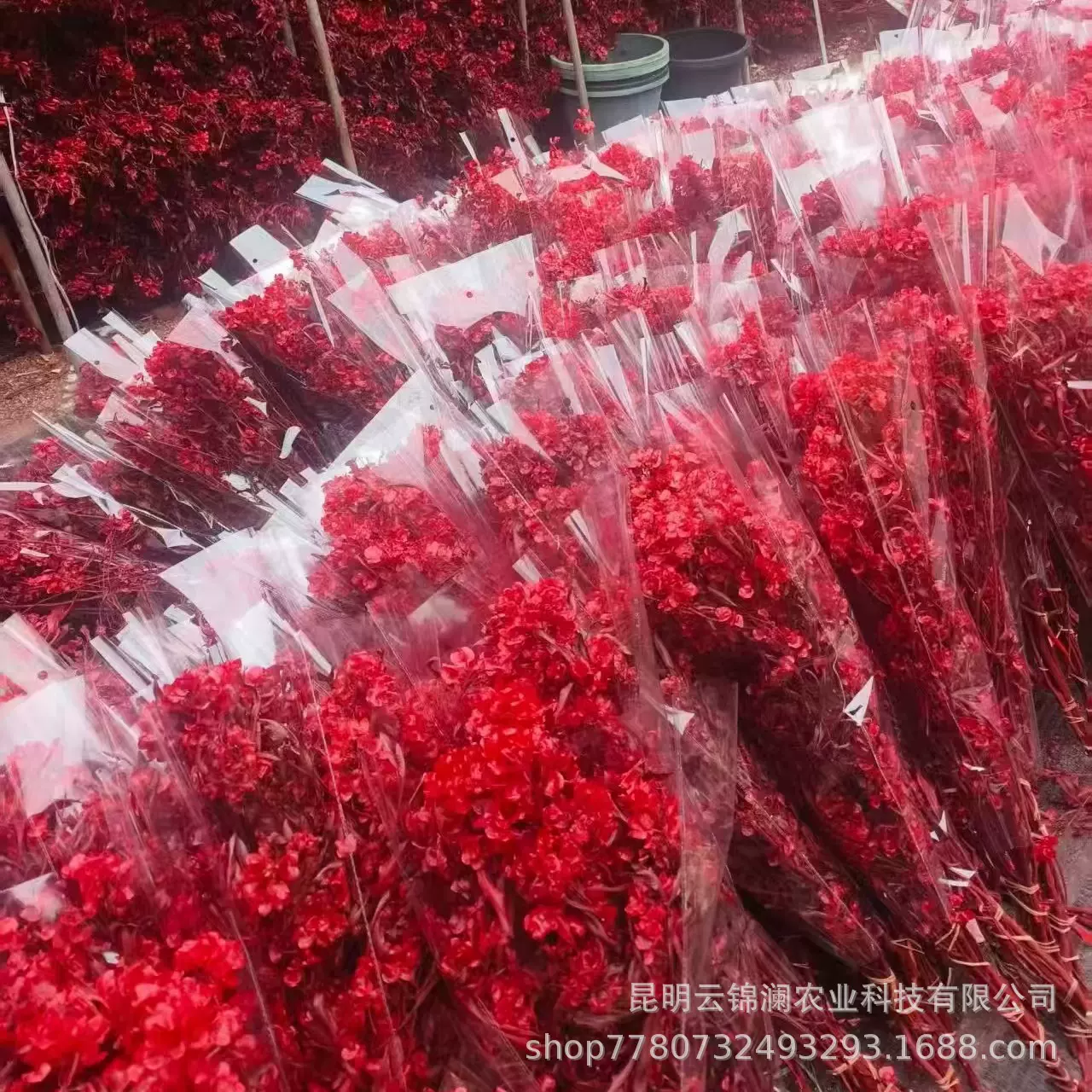 年宵花永生花蝴蝶花干花插花花束节日喜庆装饰红色系材料春节礼品