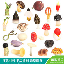 �羳��������߲�ֲ��Ģ��ģ��ʵ���㹽��������˫��������ɡ�ڼ�