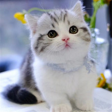 美短猫活体纯种美短加白起司矮脚猫宠物猫咪幼崽活物美短虎斑幼猫