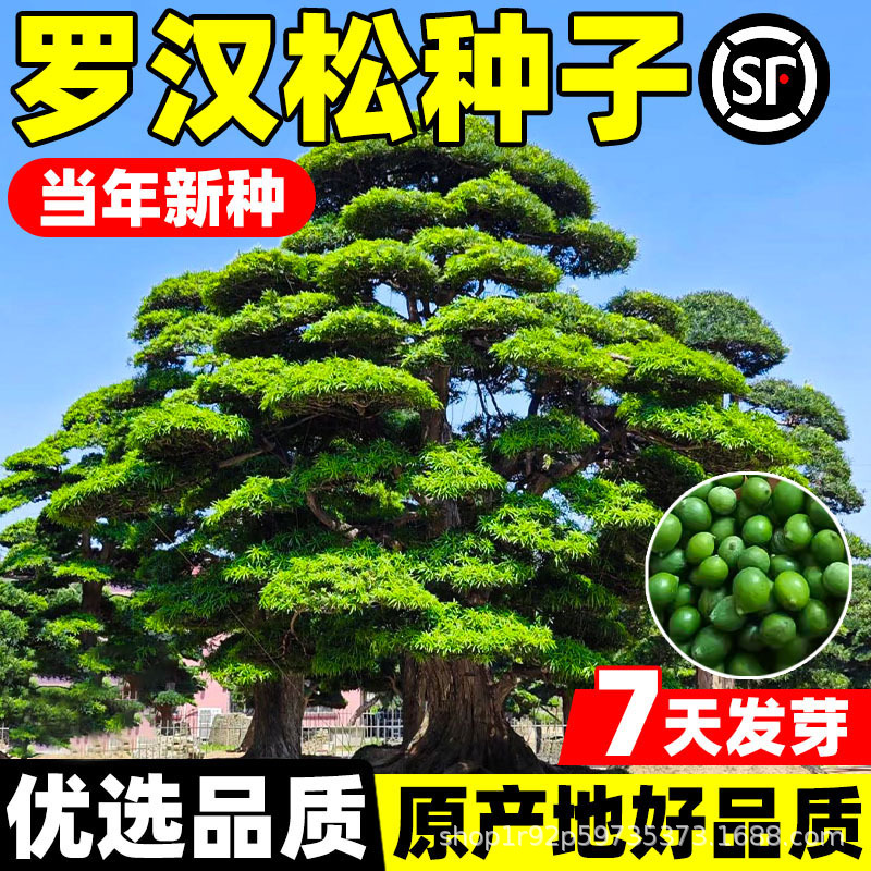 罗汉松种子黄山松盆景松华山松黑松种子造景松树马尾松籽常绿植物